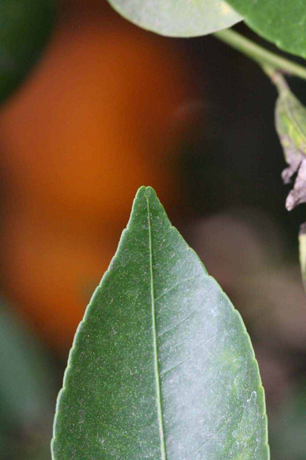            Margin (Riverside, CA)   